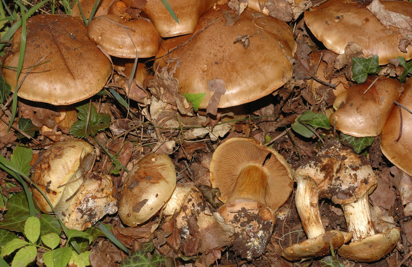 Cortinarius quercilicis