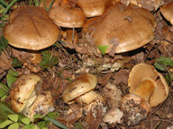 Cortinarius quercilicis