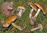 Cortinarius variiformis