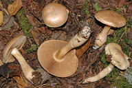 Cortinarius argutus