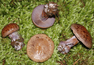 Cortinarius purpurascens