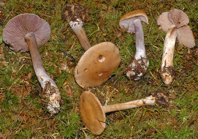 Cortinarius riederi