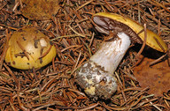 Cortinarius aureopulverulentus