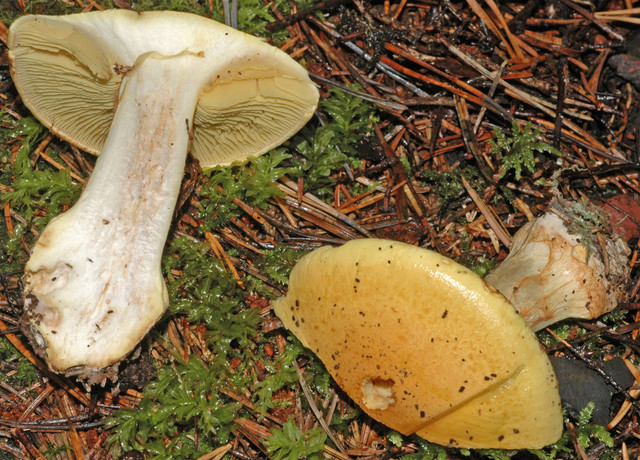 Cortinarius aureofulvus