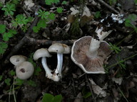 Cortinarius xanthocephalus