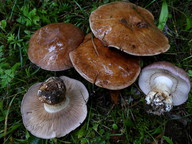 Cortinarius purpurascens