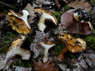 Cortinarius calochrous