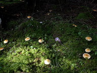 Cortinarius varius