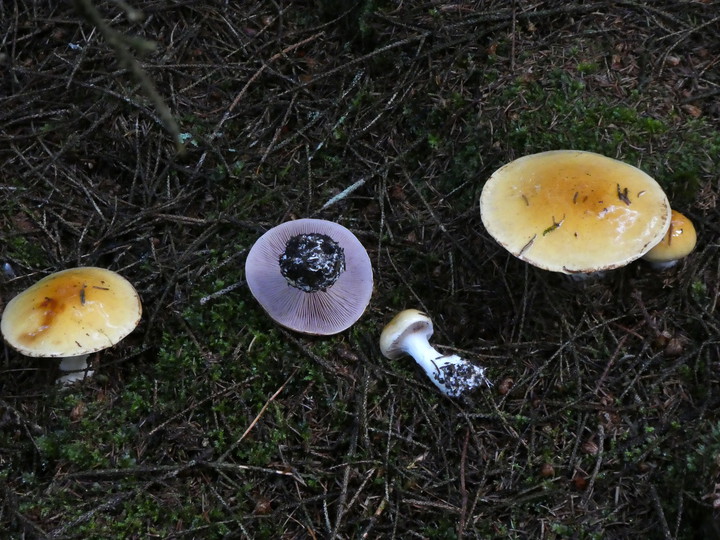 Cortinarius varius