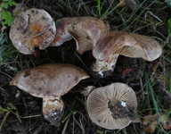 Cortinarius balteatocumatilis