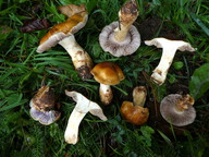 Cortinarius variiformis