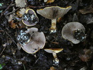 Cortinarius cisticola