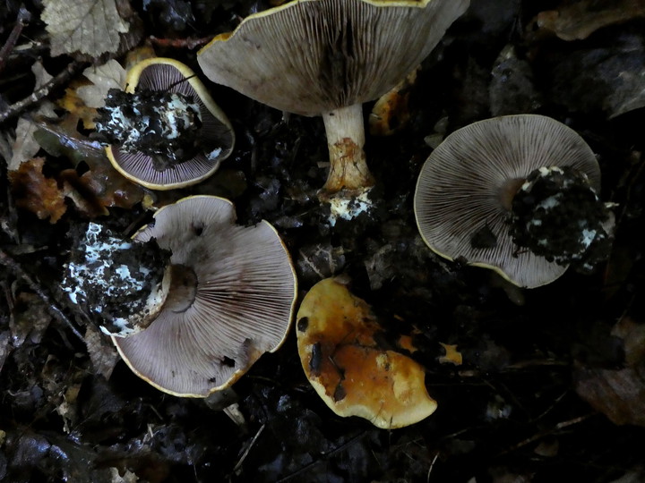 Cortinarius cisticola