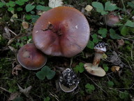 Cortinarius rufoolivaceus