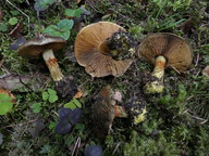 Cortinarius atrovirens