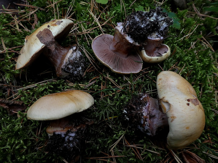 Cortinarius haasii