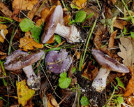 Cortinarius eucaeruleus