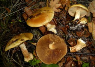 Cortinarius flavovirens