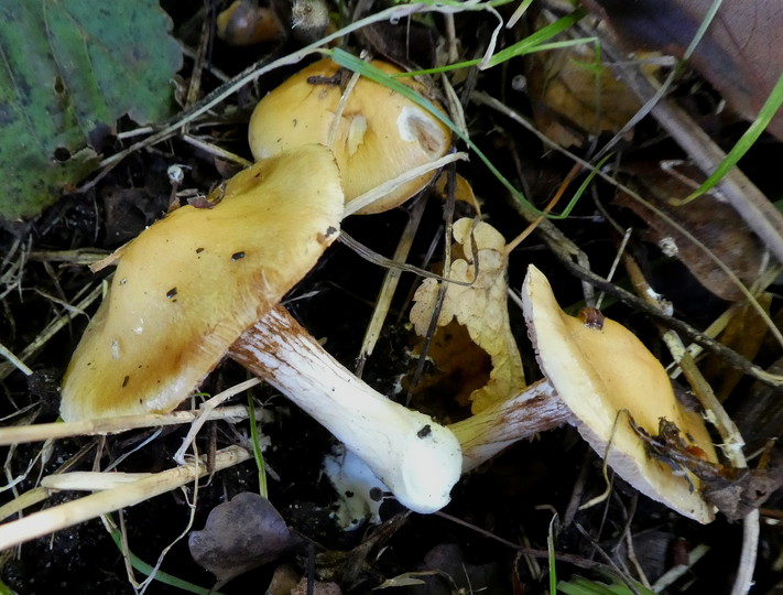 Cortinarius gracilior