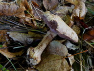 Cortinarius suaveolens