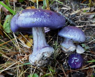 Cortinarius eucaeruleus