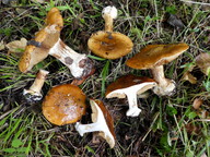 Cortinarius alcalinophilus