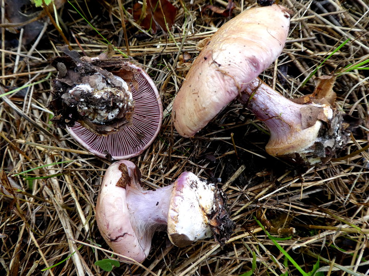 Cortinarius saporatus