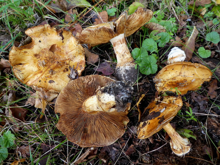 Cortinarius osmophorus