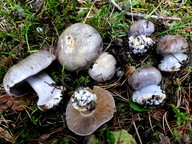 Cortinarius caesiocanescens