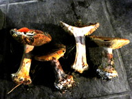 Cortinarius cedretorum