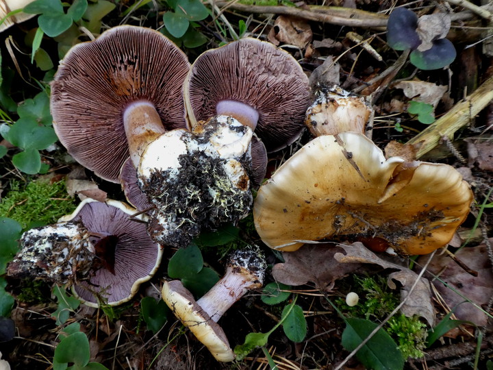 Cortinarius haasii