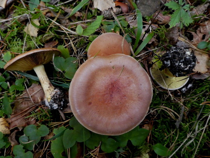 Cortinarius odorifer