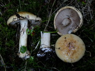 Cortinarius corrosus