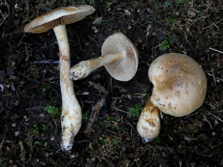 Cortinarius argutus