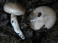 Cortinarius argutus