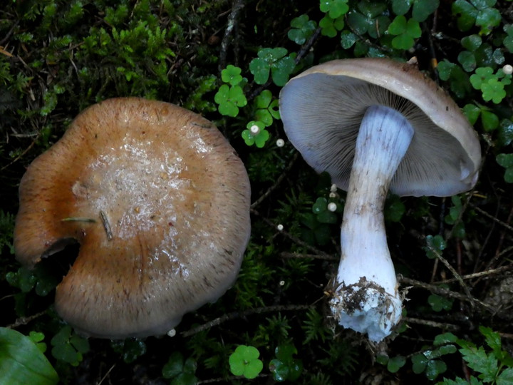 Cortinarius variecolor