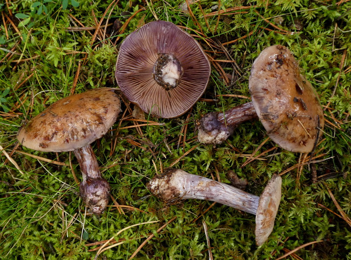 Cortinarius purpurascens