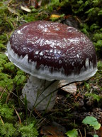 Cortinarius praestans