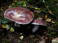 Cortinarius praestans