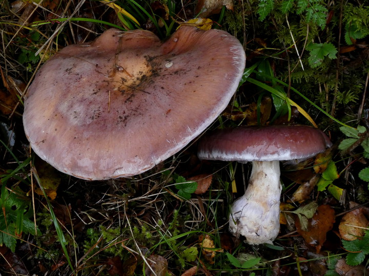 Cortinarius praestans