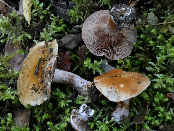 Cortinarius purpurascens