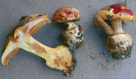 Cortinarius alcalinophilus