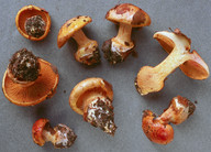 Cortinarius alcalinophilus