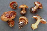 Cortinarius alcalinophilus