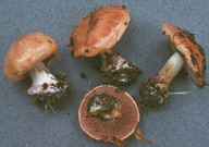 Cortinarius arcuatorum