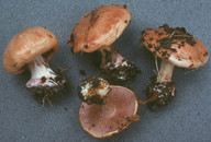 Cortinarius arcuatorum