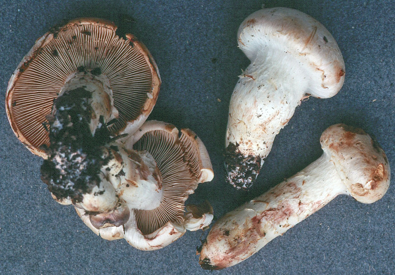 Cortinarius argutus