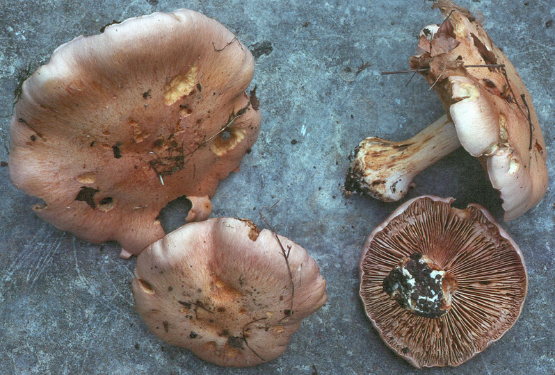 Cortinarius caerulescentium