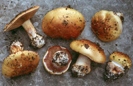 Cortinarius caesiocortinatus