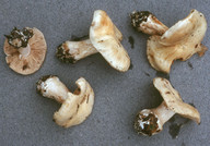 Cortinarius caesiostramineus